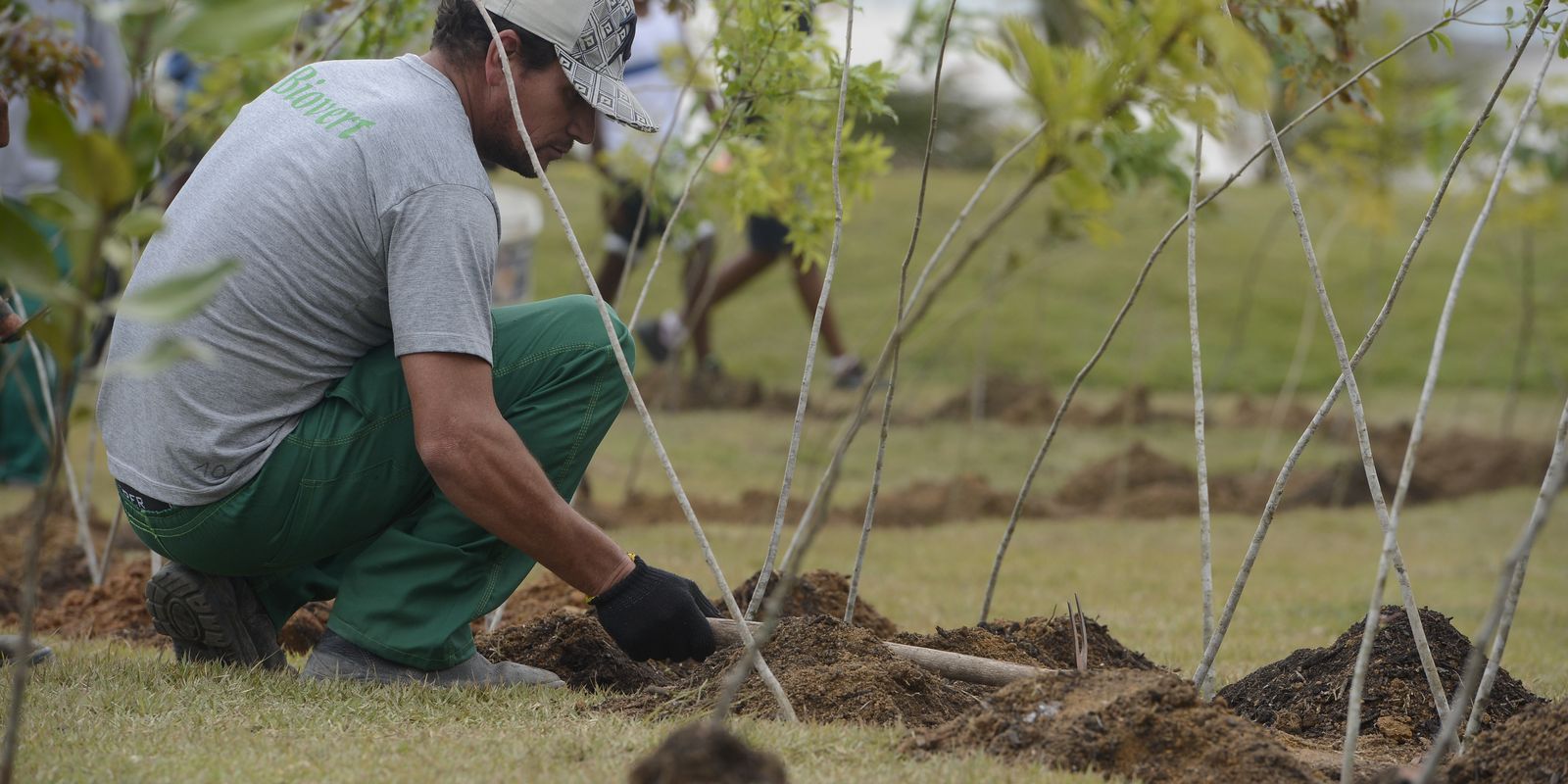 viva-maria:-movimento-incentiva-plantio-de-arvores-em-memoria-do-papa