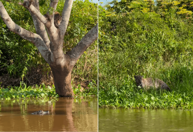assista:-video-impressiona-ao-mostrar-ataque-de-onca-a-jacare-no-pantanal