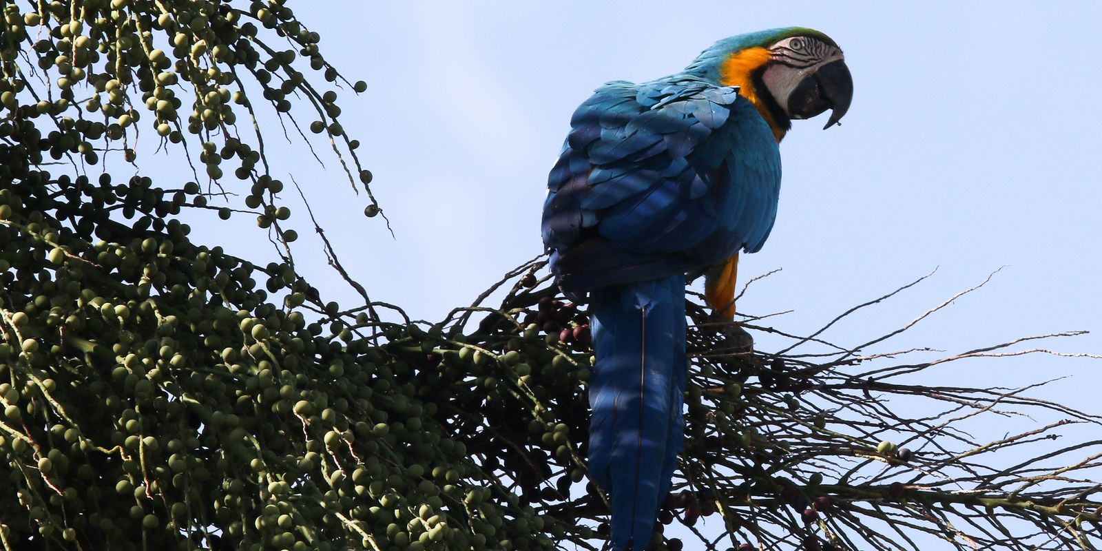 araras-canindes-sao-introduzidas-ao-rj-mais-de-200-anos-apos-extincao