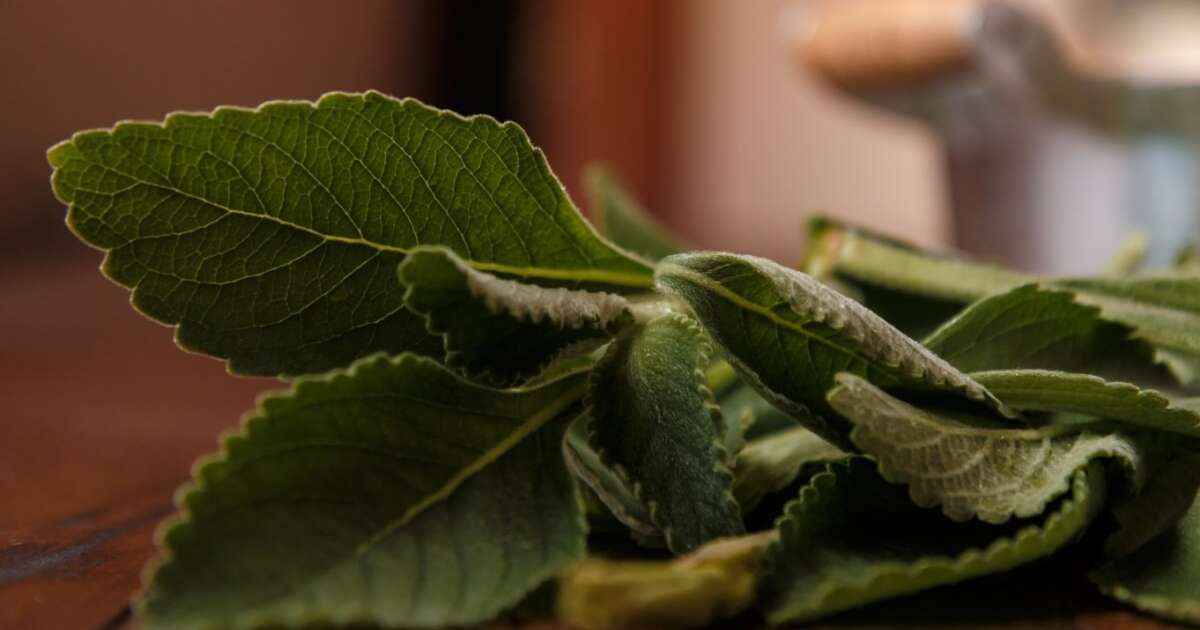 banho-de-boldo:-aprenda-a-afastar-energias-negativas