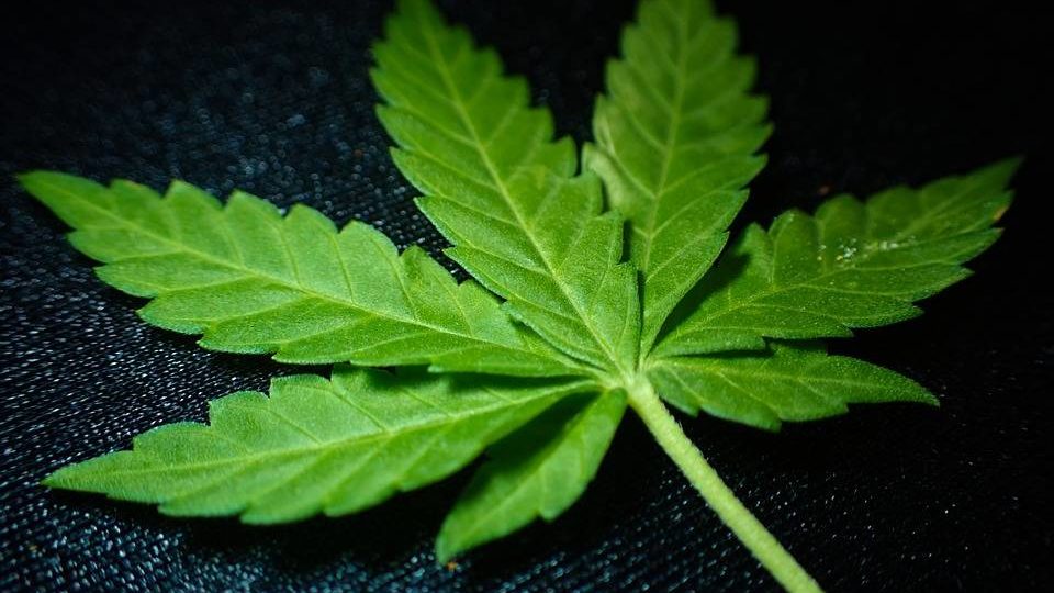 psicose,-declinio-cognitivo-e-cancer:-o-lado-oculto-da-“maconha-medicinal”,-segundo-estudos-dos-eua