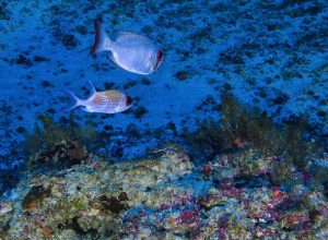 mpf-entra-com-acao-para-suspender-leilao-na-bacia-da-foz-do-amazonas