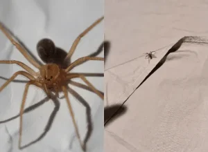 aranha-marrom:-mulher-tem-necrose-na-pele-apos-picada-e-e-internada-em-santa-catarina