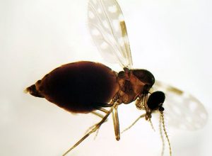 antes-restrita-a-amazonia,-febre-oropouche-se-espalha-pelo-pais