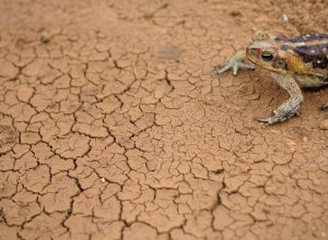 doze-cidades-em-estado-de-emergencia-por-excesso-ou-falta-de-chuva