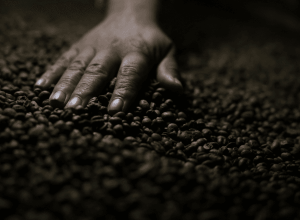 ibge-reduz-estimativa-de-producao-de-cafe-no-brasil-e-preve-queda-anual