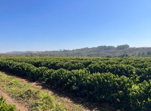 cafe-do-brasil-desmatou-area-de-duas-sao-paulo-em-25-anos,-diz-pesquisa