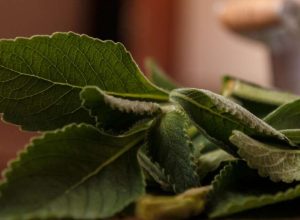banho-de-boldo:-aprenda-a-afastar-energias-negativas