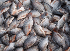 governo-recua-e-suspende-lista-que-classificava-tilapia-como-especie-invasora