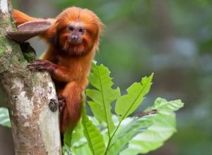 tv-brasil-apresenta-maratona-de-serie-sobre-animais-em-extincao