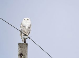 especie-de-coruja-famosa-pela-saga-‘harry-potter’-recebe-protecao-internacional-da-onu;-entenda