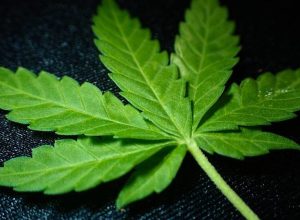 psicose,-declinio-cognitivo-e-cancer:-o-lado-oculto-da-“maconha-medicinal”,-segundo-estudos-dos-eua