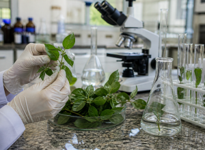pesquisa-em-sp-identifica-planta-medicinal-com-potencial-de-acao-contra-o-virus-da-covid-19